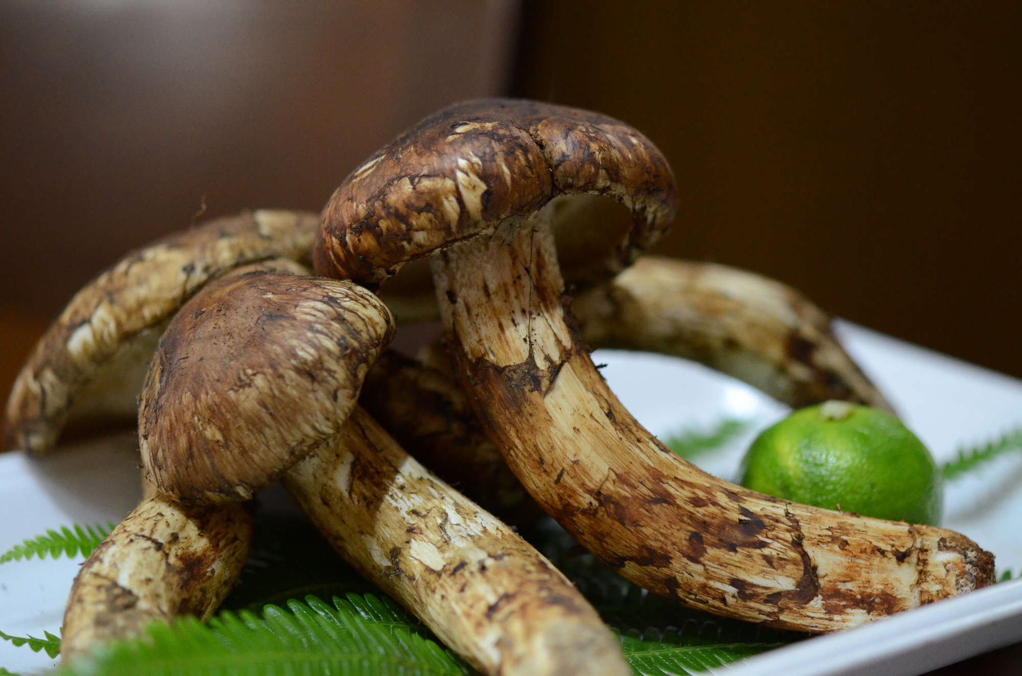 【SK125】 ★★採取予約販売 14日以内発送【都道府県名】国産高級天然マツタケ 200g〜250g 中開き、開き冷蔵 朝採り産直 - 画像 (2)